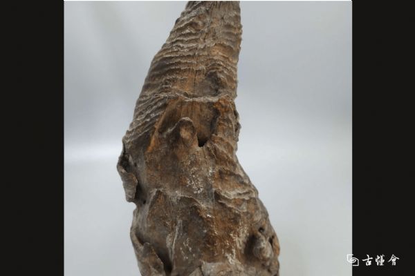 �ձ�ľ̥�����ڼ�